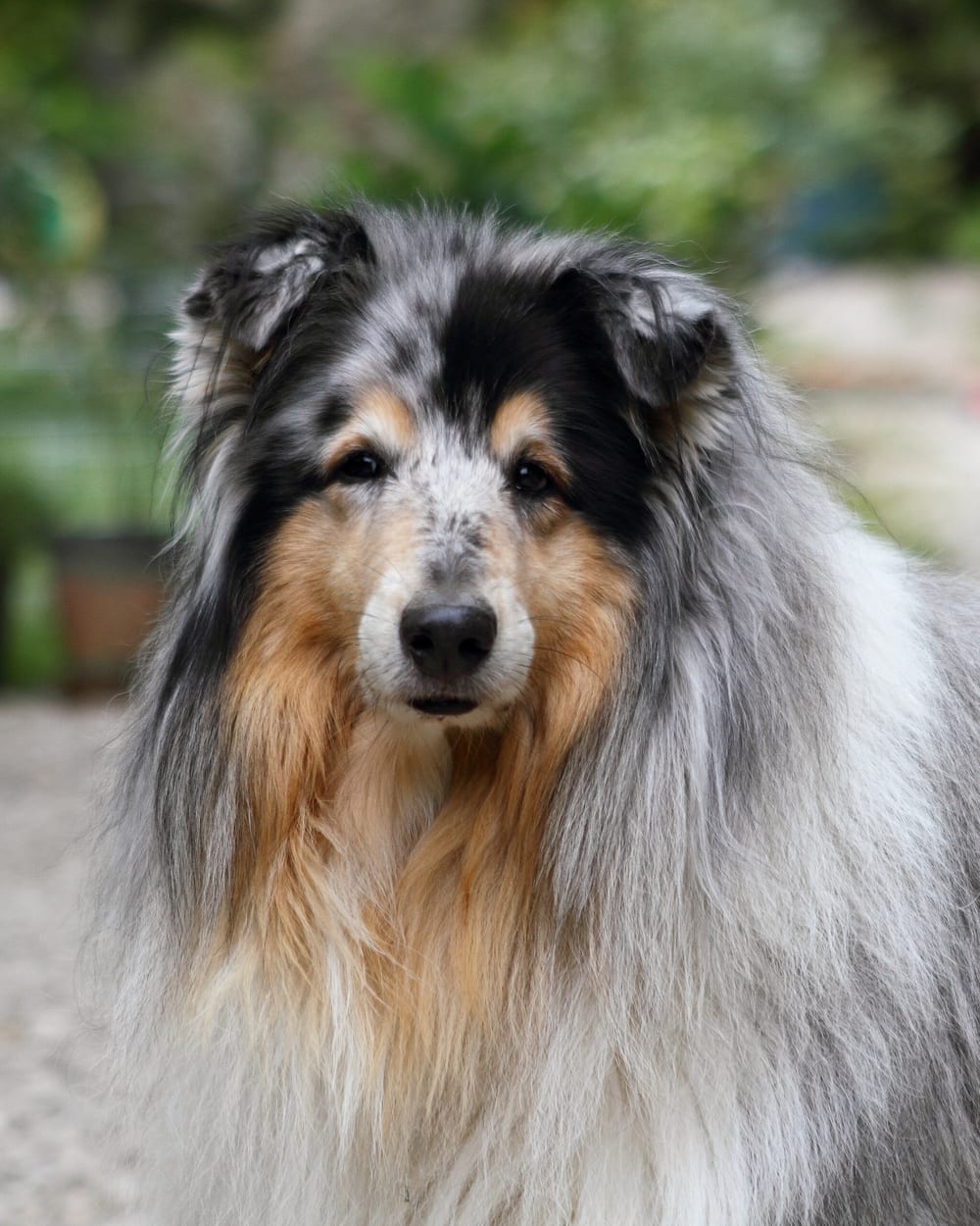 Portrait rapproché d'un colley bleu merle, regard direct
