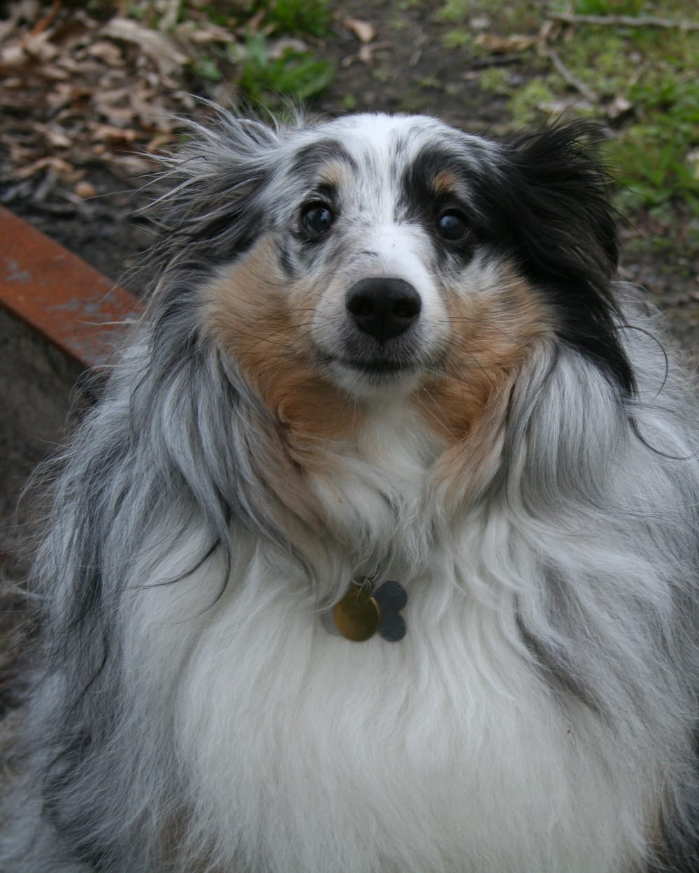 Freyja, berger des Shetland bleu merle, une de nos reproductrices