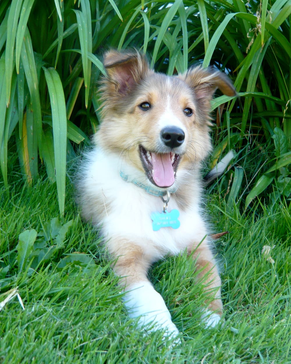 Prune, chiot berger des Shetland de neuf semaines, portée de Freyja