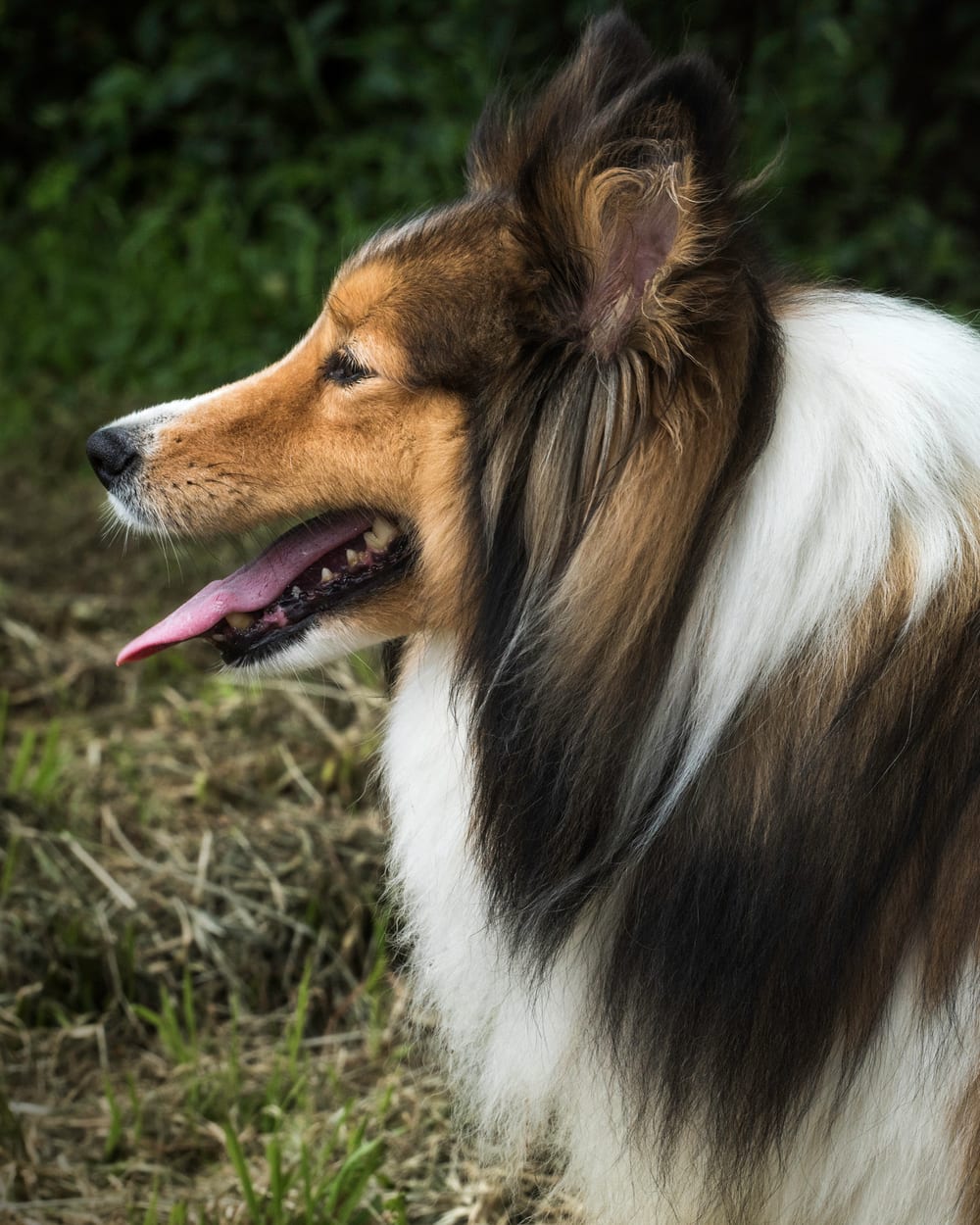 Renard, berger des Shetland sable, portrait de profil