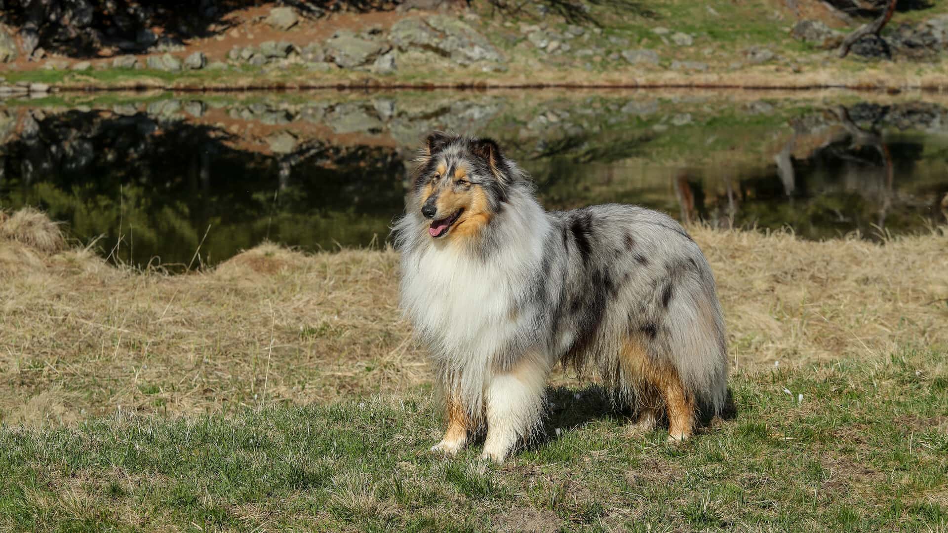 Colley bleu merle debout au bord d'un lac, dans les Laurentides